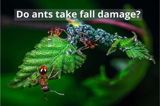 Do Ants Take Fall Damage And What Height Can They Survive From? | Misfit Animals
