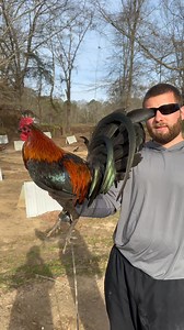Brown Red #slicklizard🦎 | Connor Scott Adkins