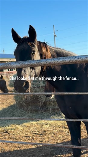 SHE DIDNT LOOK AWAY, NOT ONCE.. I saw her watching me from behind the fence. Then again up top, waiting to be tagged. When I walked over, she stepped right up and pressed her head against the fence — searching for comfort, for connection, for someone to notice her. You could feel it in the way she leaned in… like she was begging for a reason to hold on. Then I saw her again when they were tagging and chipping her. It was like she was staring straight into my soul. I couldn’t let her go. I said, 