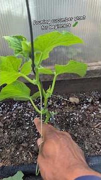 How to prune a cucumber plant "for Beginners" "Highly recommend " #tips #gardening