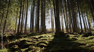 Active young woman running through natural forest. Girl running alone in nature. Active lifestyle. People in forest. Beautiful female explore the wild forest on holiday in slow motion