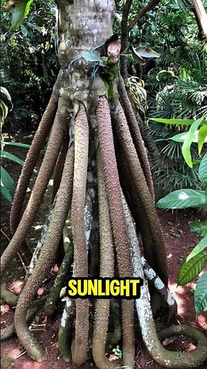 Walking Palm: The Tree That Moves on Its Own