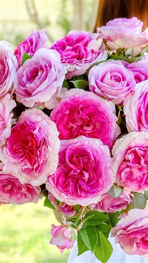 Raspberry Cupcake & Princess Charlene de Monaco!🩷🧁 Meet Raspberry Cupcake! I fell head over heels for this beauty this year! And when I say I love her, I mean it! She’s been thriving in the fields, absolutely covered in buds! A perfect, well-rounded shrub that shines both in the landscape and as a cut rose, truly the best of both worlds. 🌸 We’re thrilled to offer her as a bare root this season! And right next door, the always stunning Princess Charlene de Monaco! One of our best sellers and l