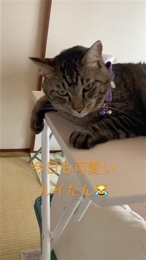 今日も可愛いルイたん😹 #キジトラ猫 #猫のいる暮らし #cat #猫好きさんと繋がりたい