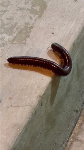 Millipedes movement group of arthropods,2 pairs of jointed legs on body segments #biology #life #puc