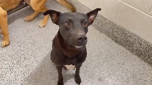 ❤️❤️❤️ 6/26/24 SAFE! SKYE took a freedom ride with her new family today! She was adopted and is safe in her new home tonight!! Thank you all for sharing - it really works! And thank you so much to the family who made the choice to adopt an Urgent Shelter Dog! Happy Tails Skye! ❤️❤️❤️❤️❤️ 🔥🆘 𝐄𝐔𝐓𝐇𝐀𝐍𝐀𝐒𝐈𝐀 𝐋𝐈𝐒𝐓 ⚡️𝐔𝐑𝐆𝐄𝐍𝐓 𝐍𝐎𝐖‼️ 𝐎𝐔𝐓 𝐎𝐅 🕰𝐓𝐈𝐌𝐄 - Deadline Wednesday, June 26 at 5 PM ‼️🆘 🔥 Momma SKYE is one of the very longest guests at over 2 months! She has been very bu