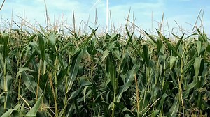 20K views · 733 reactions | La necesidad es la madre de la invención! Israel, un país con recursos limitados, ha pasado a convertirse en uno de los líderes globales en la búsqueda de soluciones sustentables para nuestro planeta. La innovación israelí busca traer soluciones tecnológicas sustentables en áreas como el agua, la energía y el medioambiente. | Israel en Español | Facebook