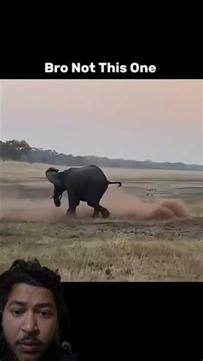 Tha honey bedger Is making goat case #elephant #animals #funny