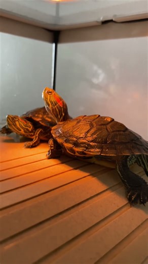 BASKING TIME #shorts #turtle #babyturtles #basking ‪@apakivan‬