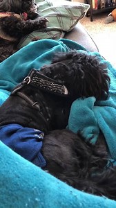 Hello. My name is Miles and bounce my bum when I am happy. | NorthStar Shih Tzu Rescue