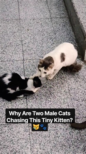 Why Are Two Male Cats Chasing This Tiny Kitten? 😿🐾 #emotional #kitten #emotional #cat #catblogger