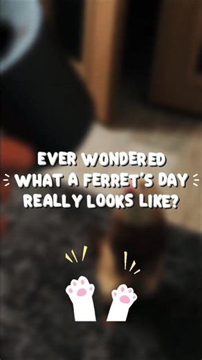 This ferret’s daily routine is too funny to be real 😆🥺