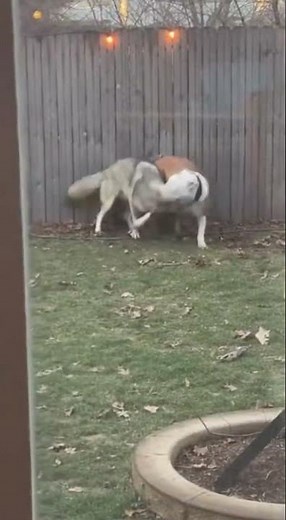 Giant Alpha Coyote Jumps Fence — Pit Bull Attacks! #pitbull #coyote #dog #wildanimals #animals