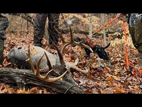 This Buck ATTACKED My Tracking Dog!