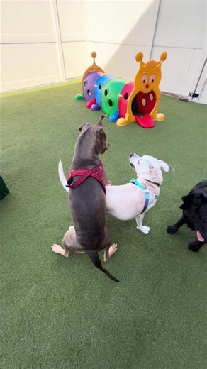 Best Friends Playing in the Yard | Royal Paws Dog Daycare Utica MI