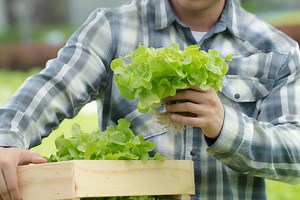 A beginners’ guide to growing lettuce from the stem for tasty results