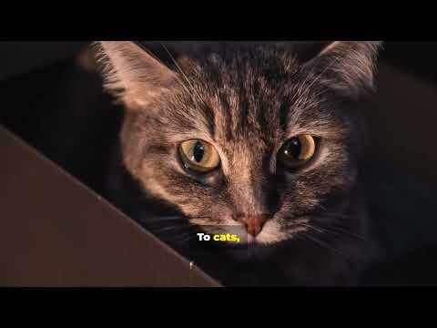 🧪 Litter Box Lab #9: Cats like privacy covers