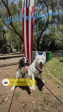 Walk Play Wag | Max / Mal | 7.3.26 | Professional Dog Walking Poway