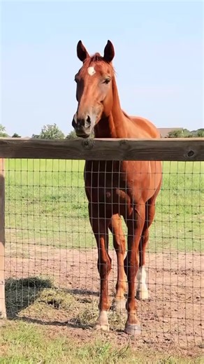 Dr. Anita Jordan, DVM, shares her success with Alfa Force Equine! ...