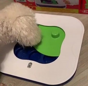 6.6K views · 38 reactions | Let your dog show you how clever they are...