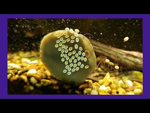 Close-Up Of A Nerite Snail On It's Eggs