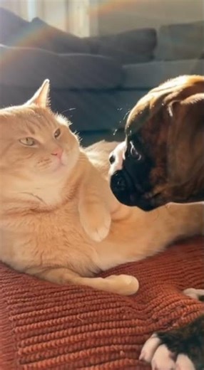 Boxer Puppy Gets Cat Schooled