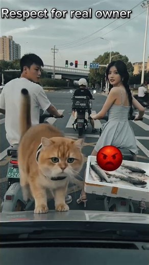 angry cat vs human reaction #shorts #cats #comedy