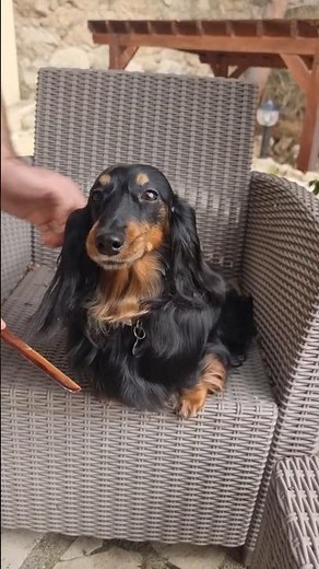 Grooming a cute Dachshund 🐶