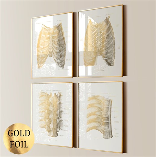4 Rib Cage Anatomy Posters Thoracic Cage Print Skeletal System Medical Art Rib Cage Bones Muscles Ligaments Diagram Doctor Gift Gold Foil - Etsy