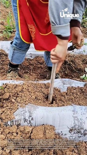 Plants planting for beginners: a simple guide to planting plants