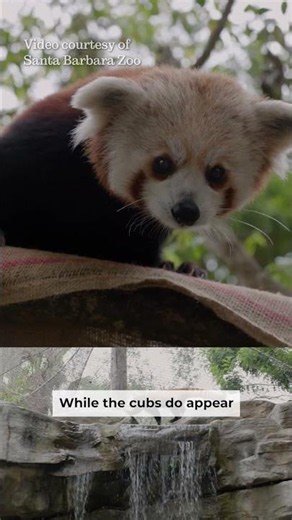 Red Panda Cubs Born at Santa Barbara Zoo