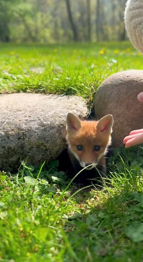 41K views · 1.2K reactions | my little coyote #cute #animals #beautiful | Nature Souls | Facebook