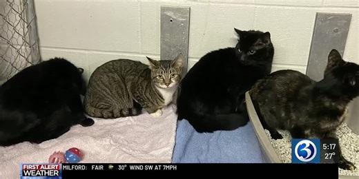 Animal control officers report increase in pets left outside during winter weather advisories