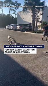 GATOR GETS GAS?? 🐊 ⛽️ Sarasota County deputies were called in this week to remove a large swamp puppy. The over 10-foot alligator was wrangled right in front of a Venice 7-Eleven. READ MORE: bit.ly/48AShC4 | FOX 13 News - Tampa Bay