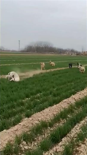 Unbelievable Speed! ⚡ Hunting Dogs vs Wild Hare #greyhound #greyhounddog #dogshorts