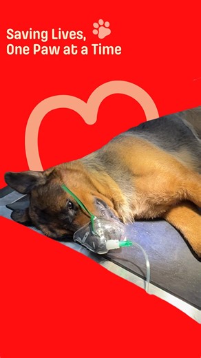 @pawsuniverseofficial on Instagram: "When Python was brought in, her body told a story before words ever could. 🐾 Collapsed, frothing, and struggling to breathe, she carried the silent traces of a fight no one saw happen. The signs pointed to snake envenomation, but in truth, it was more than just a medical emergency. It was a reminder of courage, instinct, and the fragile line between life and loss. Today, Python remains under critical care, surrounded by a team that refuses to give up on her.