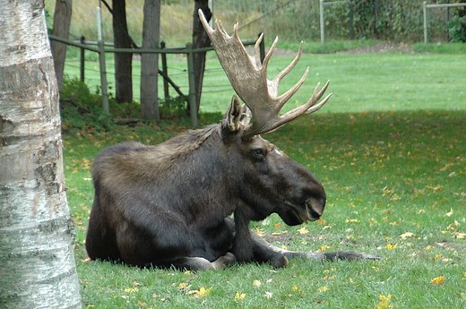 412 Marvelous Moose Names for Your Gentle Giant - Animal Hype