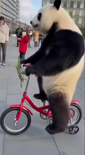Pandas Being Silly 😂🐼 | Funniest & Cutest Panda Moments | Animal Lover #shotrs