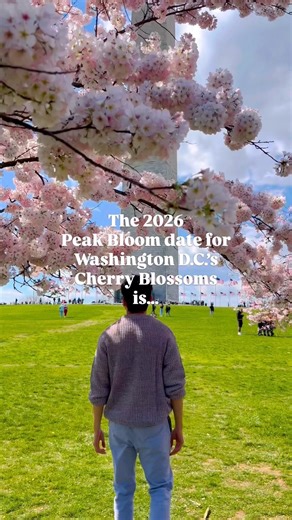 Peak Bloom 2026 🌸 Washington DC Cherry Blossoms Official Dates! #washingtondc #springtime