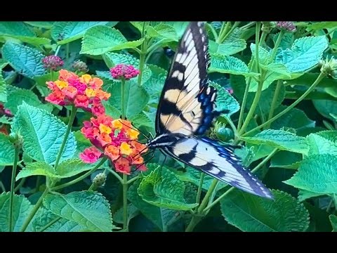 Whimsical Fluttering Butterfly Caught On Camera