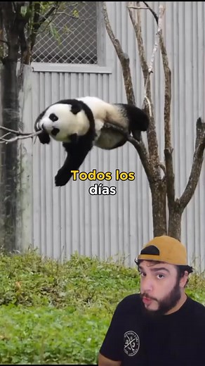 Pandas #aimarvelsapp #aihug #aihuggingtrend | animaldex