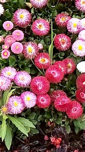 Beautiful Colorful Flowers Blooming