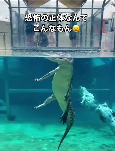 恐怖映像と動物の安心感