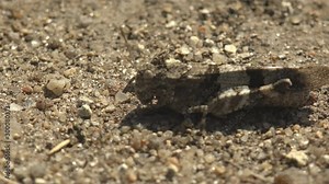 Dissosteira carolina, Carolina grasshopper, Carolina locust, black-winged grasshopper, road-duster or quaker, a large band winged species of grasshopper sitting on road meadow. Macro insect