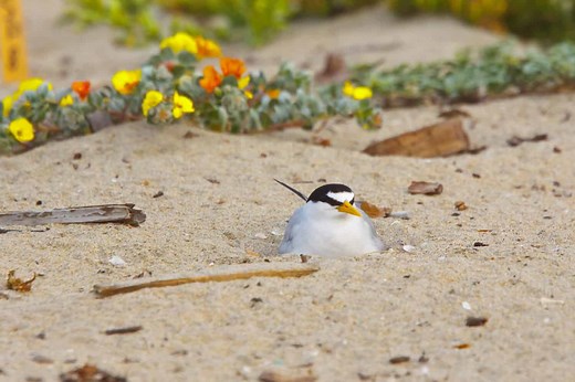 Inside the Romantic Courtship of California Least Terns