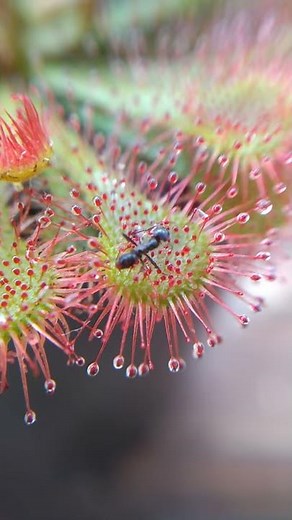 Planta carnívora Drosera spatulata