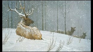 14K views · 876 reactions | Robert Bateman discusses the ideas behind his painting, Evening Snowfall - American Elk #wildlife #wildlifeart #canadianartist | Robert Bateman | Facebook