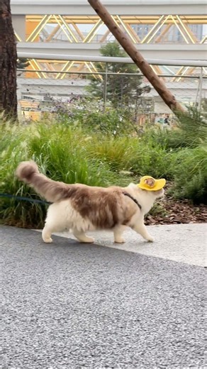 Playful Cat Running in Green Fields | Relaxing Nature Scene