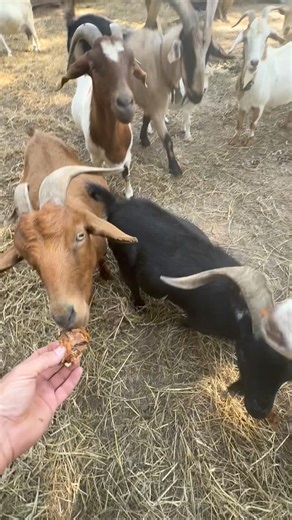 66K views · 5.8K reactions | A Special Treat: Cheat Day! | Longhorn Lester's | Facebook