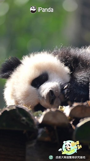 Sleepy Panda Moments: Adorable and Heartwarming